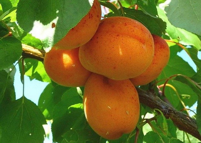 Prunus armeniaca Rózsakajszi C1406 / Rózsakajszi C1406 barack